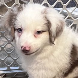 Girl 1 - Red merle Miniature Australian Shepherd puppy in Corydon, Indiana from Arbuckle’s Lookin Good Aussies (LGA)