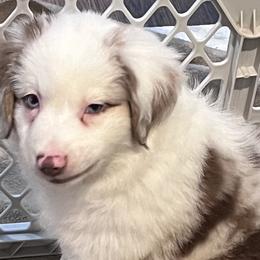 Girl 1 - Red merle Miniature Australian Shepherd puppy in Corydon, Indiana from Arbuckle’s Lookin Good Aussies (LGA)