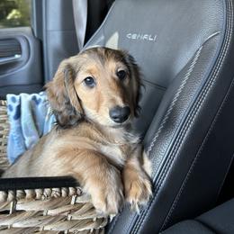Dachshund Puppies from Brittany Barks