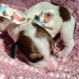 Marshmallow AKC - Piebald female Dachshund puppy in Hendersonville, North Carolina from Snarky Doxy Miniature Dachshunds