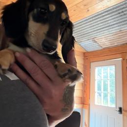 Quinlynn - Black and cream female Dachshund puppy in Call, Texas from Dachshund D’Amore