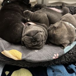 French Bulldog Puppies from Divine Crown French Bulldogs