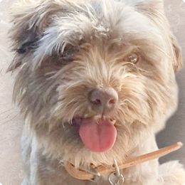 XY-AKC - Havanese