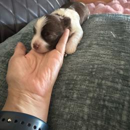 Fudge - Chocolate male Havanese puppy in Manteca, California from Happy Havanese Gems