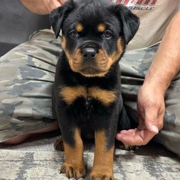 Girl 3 - Black and mahogany female Rottweiler puppy in Lyons, Indiana from White River Rottweilers