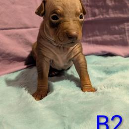 Warp - Chocolate male American Hairless Terrier puppy in Phoenix, Arizona from Bare Valley