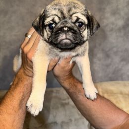 Ms. Mint - Fawn female Pug puppy in Arlington, Washington from Sweet Potato Pugs