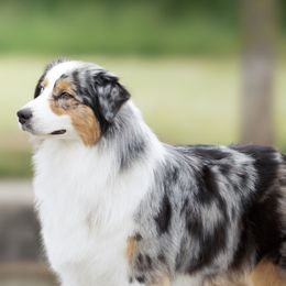 Posey - Australian Shepherd