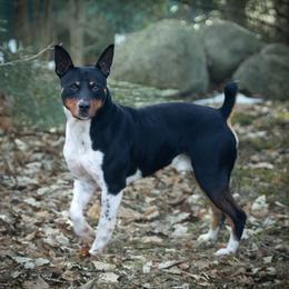 Buddy - Rat Terrier