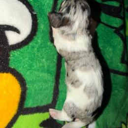 Oreo - Dapple female Dachshund puppy in Bakersfield, California from Dreaming of Dachshunds