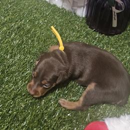 Daisy - Chocolate and rust female Miniature Pinscher puppy in Baton Rouge, Louisiana from Pike's Pups