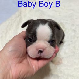 Boston Terrier Puppies from Candi's Boston Terriers