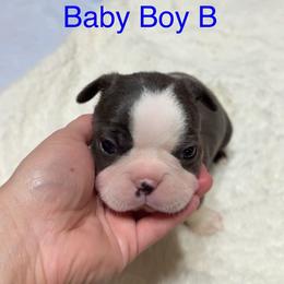 Boston Terrier Puppies from Candi's Boston Terriers
