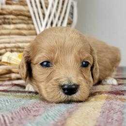Penny - Apricot female Goldendoodle puppy in Temecula, California from Oodles O'Doodles
