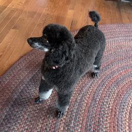 Audry - Poodle