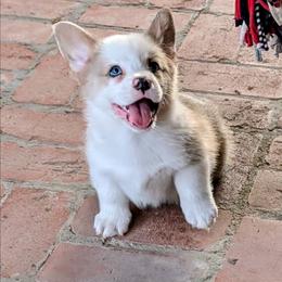 Kirk - Fawn merle male American Corgi puppy in Shawnee, Oklahoma from Sunray Ranch