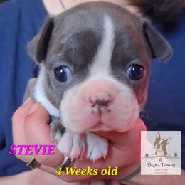Stevie - Blue female Boston Terrier puppy in Colorado Springs, Colorado from M&Bs Boston Terriers