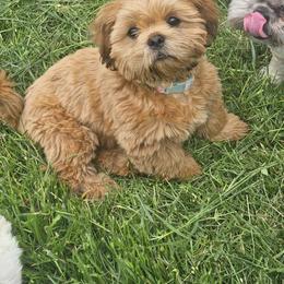 Shih Tzu Puppies from Loyal Tzu's