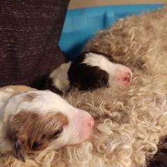 Bordoodle Puppies from Brisby Bordoodles