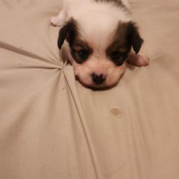 Porthos. Boy 2 - Fawn and white male Papillon puppy in Bon Aqua, Tennessee from Rene's Papillon