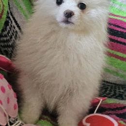 Donald - Pomeranian puppy from Puppy Love Heaven
