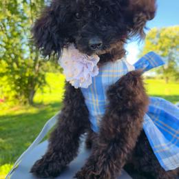 Pixie Pearl Black Delight - Black female Goldendoodle puppy in Harrisonburg, Virginia from Curlytail Doodles