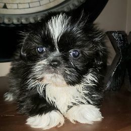 Shih Tzus from Shih-tzu Queen