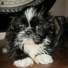 Shih Tzus from Shih-tzu Queen