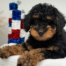 Drizella - Phantom female Bernedoodle puppy in Austin, Texas from Doodles of Central Texas