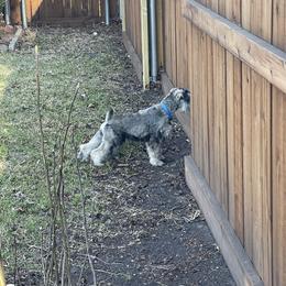 Miniature Schnauzer Puppies from JC miniature schnauzers