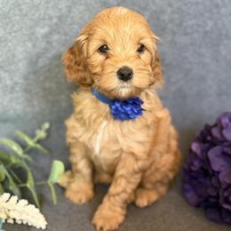 Cavapoo Puppies from AZ Cavapoos