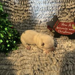 Comet - Wheaten male Scottish Terrier puppy in Eagle Lake, Florida from Its Scot To Be Love Scotties