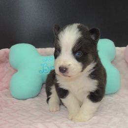 Pomsky and Siberian Husky Puppies from Beastly Beauties Huskies & Pomskies