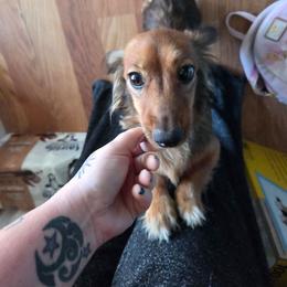 Emma - Red female Dachshund puppy in Barstow, California from Samy's Dachshund Den