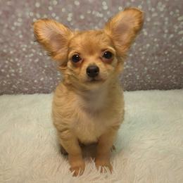 Dayton - Fawn male Chihuahua puppy in Topeka, Kansas from Barbie's Baby Chihuahuas