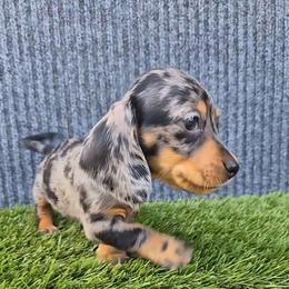Little Bella - Dapple female Dachshund puppy in Birmingham, Alabama from Mini Doxies Love