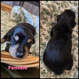 Black and Cream - Piebald female Dachshund puppy in Panama City Fl, Florida from Southern Bliss Doxies