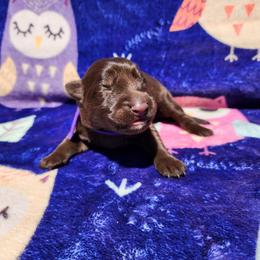 Lilandra - Liver female German Shepherd puppy in Los Lunas, New Mexico from Mali's German Shepherds LLC