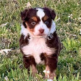 Valentine - Red tri male Toy Australian Shepherd puppy in Simms, Texas from Donna’s Aussies & Pink Heart Poodles
