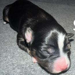 Girl 3 - Black tri female Miniature Australian Shepherd puppy in Beaumont, Texas from Marsh Runner Aussies