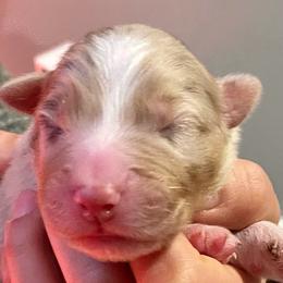 Girl 2 - Australian Shepherd puppy from Saltair Australian Shepherds