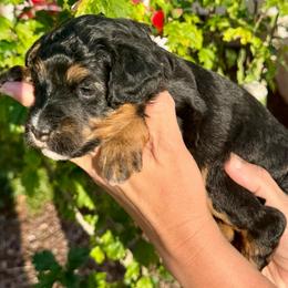 Buckeye - Black phantom male Aussiedoodle puppy in Rock Hill, South Carolina from LolliPop Farms