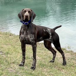 Hannah - German Shorthaired Pointer