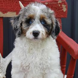 Bernedoodle and Cockapoo Puppies from Waggle Doodles