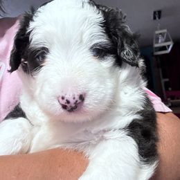 Max - Black tri male Toy Australian Shepherd puppy in Mount Airy, North Carolina from Brickell Farms