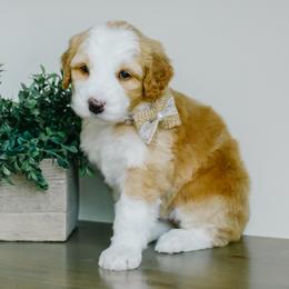 Lupe - Red female Bernedoodle puppy in Spanish Fork, Utah from K Brand Doodles