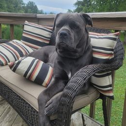 Dea - Cane Corso