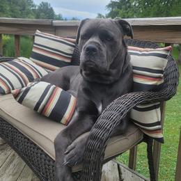 Dea - Cane Corso