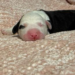 Black - Gray and white male Old English Sheepdog puppy in Iowa from Midwest Puppy Paws