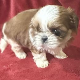 SoLana - Red and white female Shih Tzu puppy in Corpus Christi, Texas from Pam Crump Shih Tzu